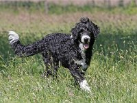 Puppys van Bliss040622-0195